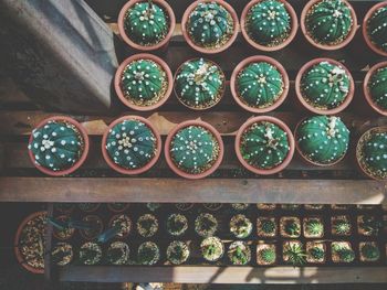 Close-up of potted plants