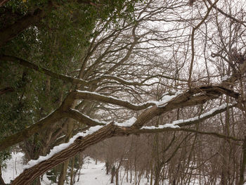 Bare trees in forest during winter