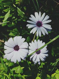Close-up of white flower