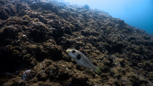 Narrow-lined pufferfish at mariveles