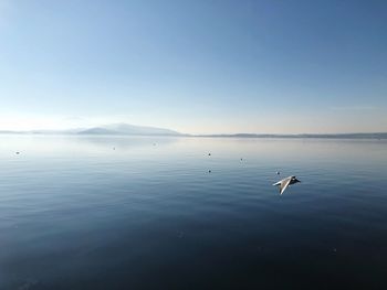 Swan flying over lake against sky