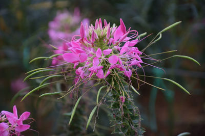 Close-up of pink flowering plant