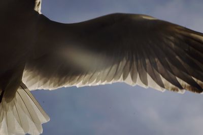 Low angle view of bird against sky