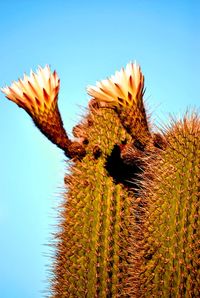 Close-up of sunflower cactus against clear blue sky