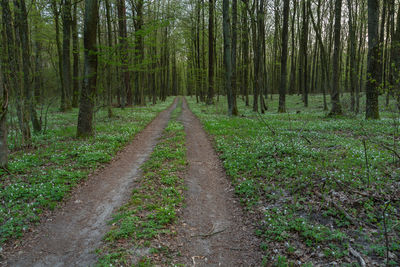 A road through a spring forest with a meadow with white flowers