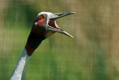 Close-up of crane