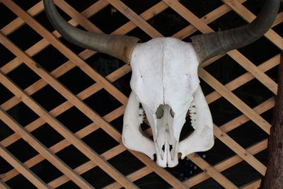 Close-up of animal skull