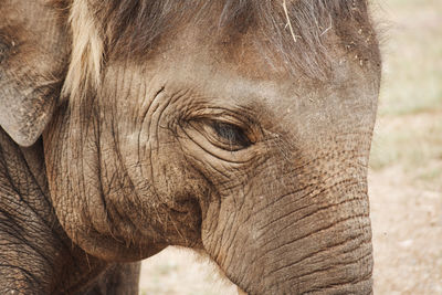 Close-up of elephant