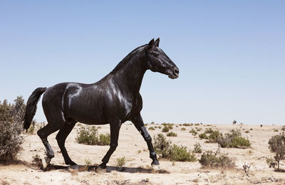 Horse standing on field against clear sky