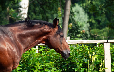 Close-up of a horse