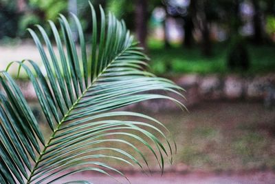 Close-up of fresh plant