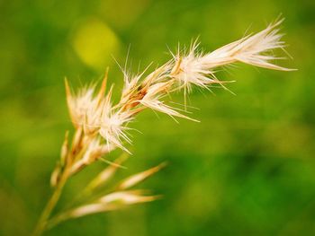 Close-up of wheat plant