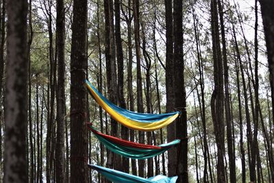 Bamboo trees in forest