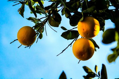 Low angle view of fruits hanging on tree against sky