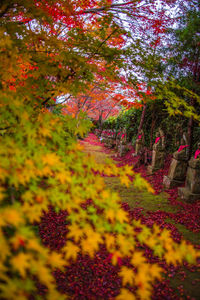 Scenic view of flowering trees in park during autumn