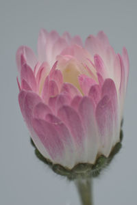 Close-up of pink flower over white background