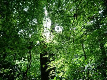 Low angle view of bamboo trees in forest