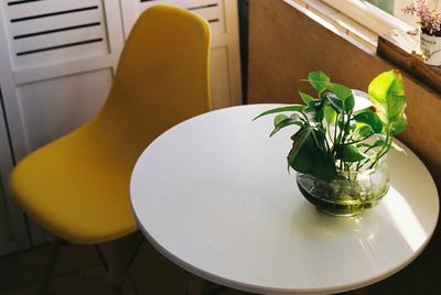 High angle view of potted plant on table