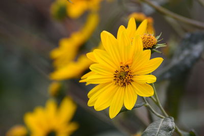 Close-up of yellow flower