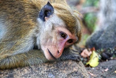 Close-up portrait of monkey