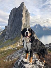 Dog on rock against sky