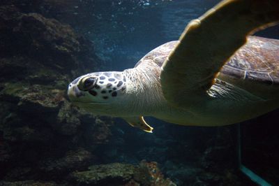 Turtle swimming in sea