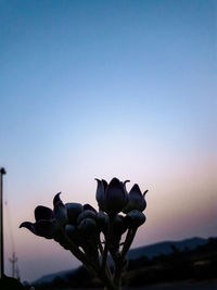 Close-up of silhouette plant against blue sky at sunset