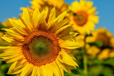 Close-up of sunflower blooming outdoors