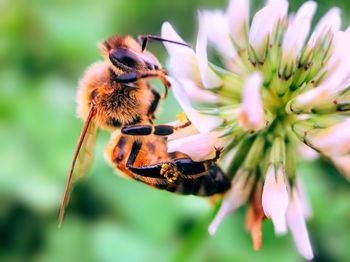 Close-up of bee pollinating on flower