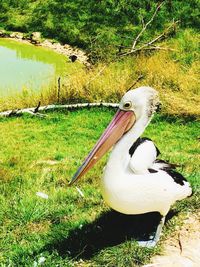 View of bird on field