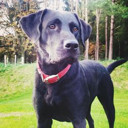 Close-up portrait of black dog in forest