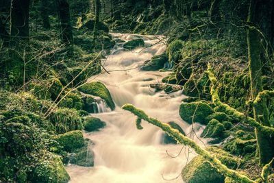 Scenic view of waterfall in forest