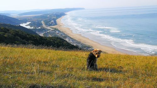 Scenic view of dog on land