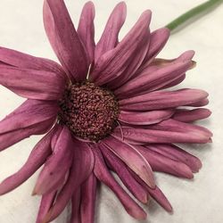 Close-up of purple flower