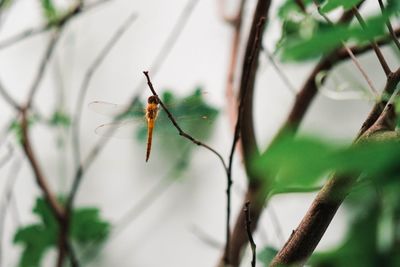 Close-up of insect on plant