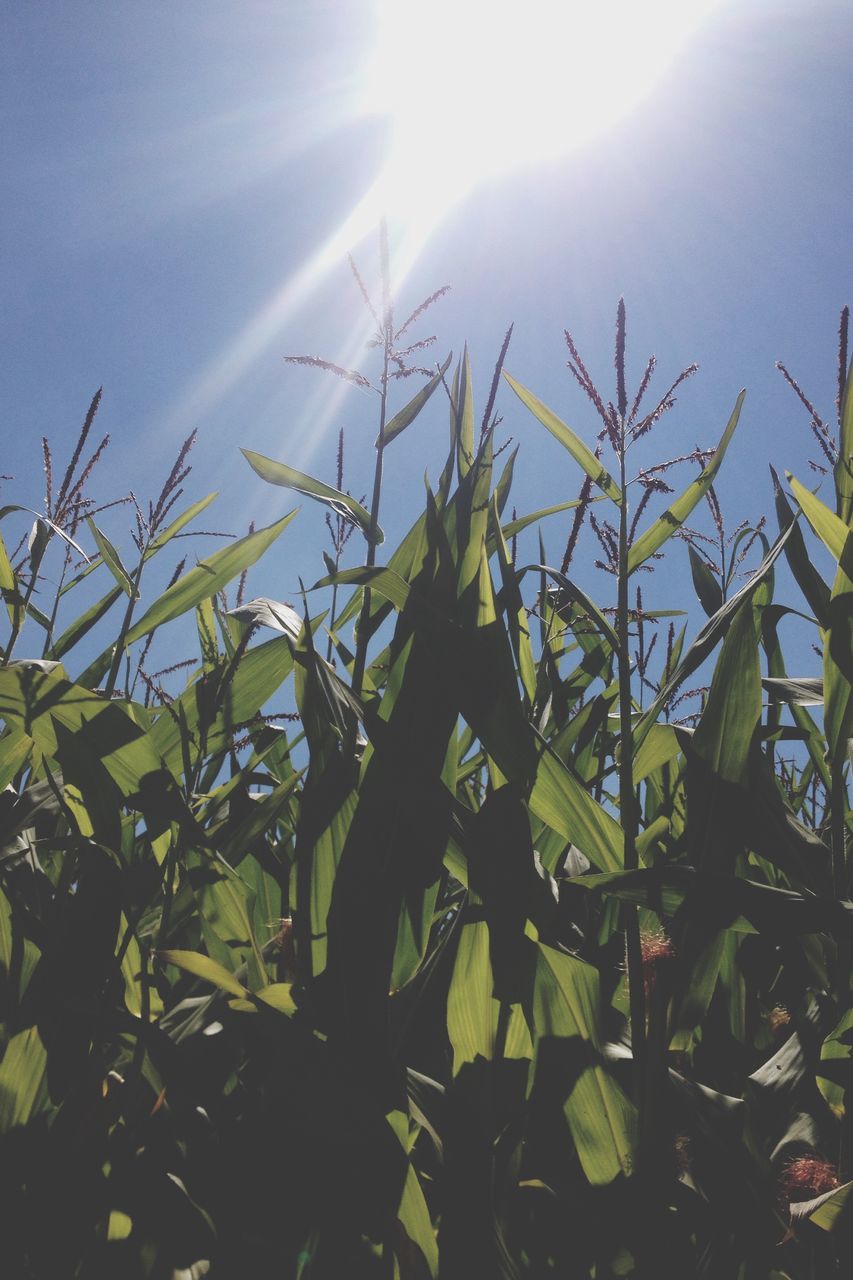 growth, plant, sunbeam, sunlight, leaf, sun, sky, beauty in nature, low angle view, green color, nature, close-up, crop, freshness, rural scene, clear sky, agriculture, lens flare, sunny, field, farm, tranquility, scenics, cloud, green, blue, tranquil scene, outdoors, day, growing, back lit, fragility, bright, botany, focus on foreground, stalk