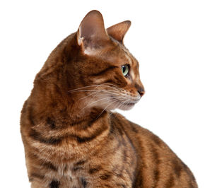 Close-up of a cat looking away against white background