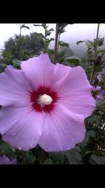 Close-up of pink hibiscus blooming outdoors