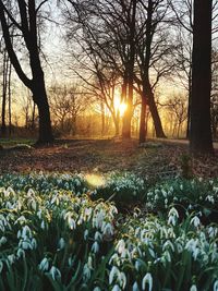 Scenic view of grassy field against sky during sunset