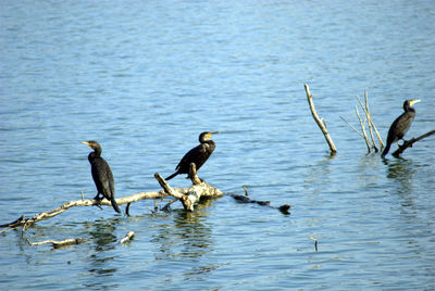 Birds perching on lake