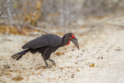 Close-up of a bird perching on a field