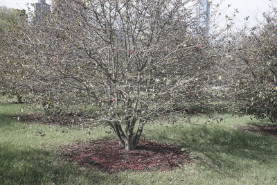 Bare tree on field against sky