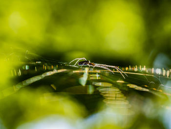 Close-up of a orb spider on web 