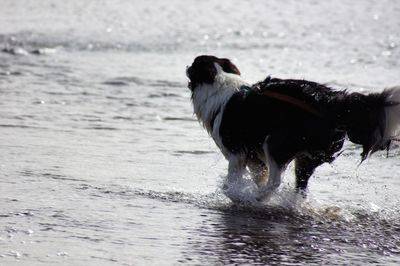 Dog standing in sea