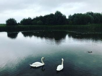 Swans swimming in lake