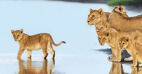 View of cats in the water