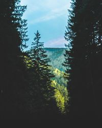 Silhouette trees in forest against sky