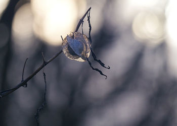 Close-up of twig on branch