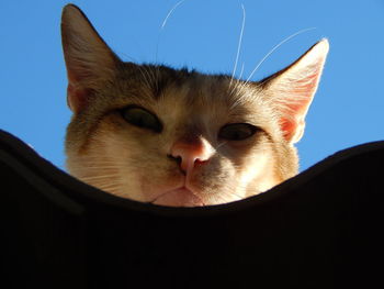 Close-up of a cat