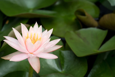 Close-up of lotus water lily in pond